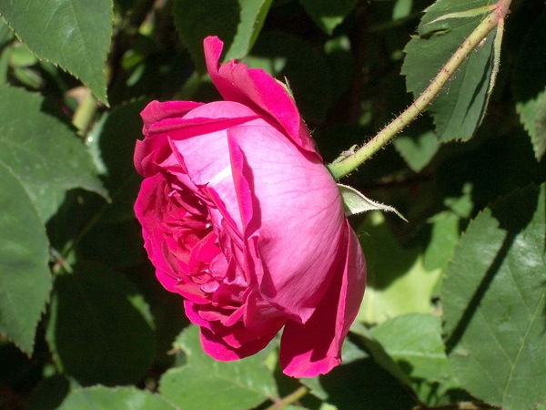 Rosa 'Bourbon Rose' - Wikimedia Commons