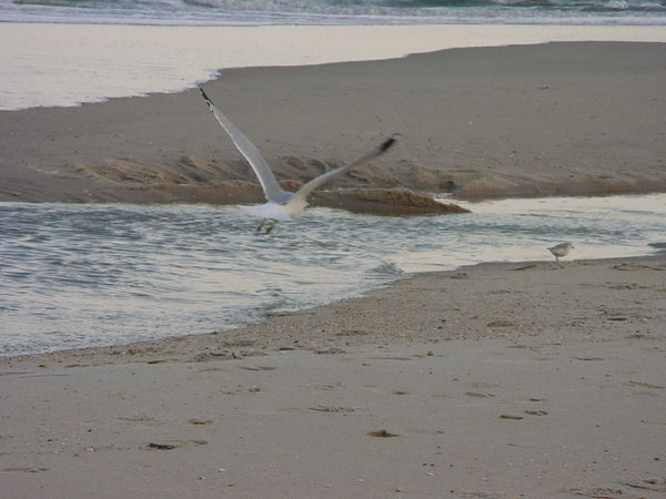 Seabirds devouring a ray on Sandy