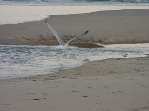 Seabirds devouring a ray on Sandy Hook